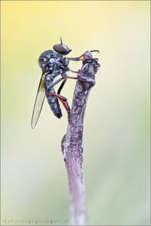 Leptarthrus vitripennis ♂ - Falsche Schneidenfliege