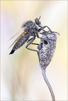 Dysmachus trigonus ♀ - Säbel-Raubfliege