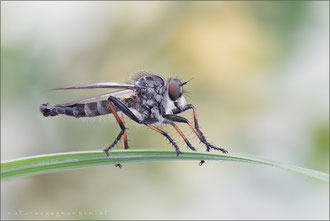 Neoitamus cyanurus ♂ - Gemeiner Strauchdieb