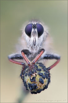 Echthistus rufinervis ♀ - Berserkerfliege  