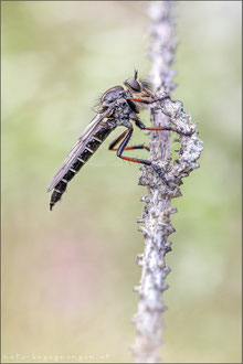 Stilpnogaster aemula ♀ - Glänzende Raubfliege 
