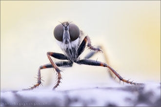 Tolmerus micans ♂ - Marmorierte Raubfliege  