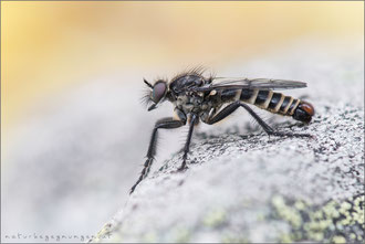 Lasiopogon montanus ♂ - Gezähnter Grauwicht