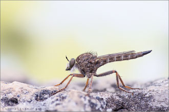 Antiphrisson trifarius ♀ - Südliche Raubfliege