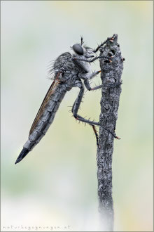 Machimus gonatistes ♀ - Östliche Raubfliege