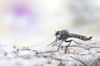 Tolmerus atricapillus ♂ - Gemeine Raubfliege 