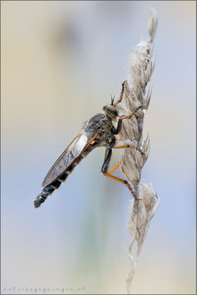 Pamponerus germanicus ♂ - Alabasterfliege 