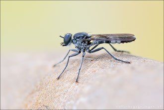 Stichopogon albofasciatus ♂ - Großer Sandwicht