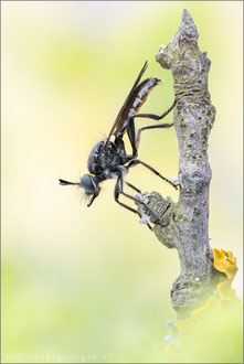 Choerades femorata ♀ - Kleine Mordfliege