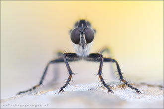 Tolmerus atricapillus ♂ - Gemeine Raubfliege 