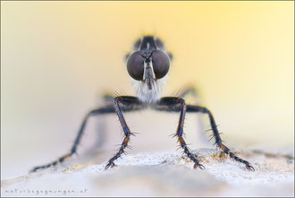 Tolmerus atricapillus ♂ - Gemeine Raubfliege 