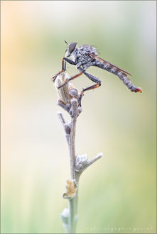 Tolmerus pyragra ♂ - Kleine Raubfliege