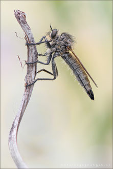 Dysmachus fuscipennis ♀ - Kerbzangen-Raubfliege