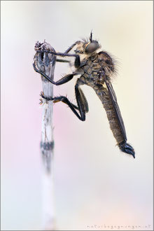 Didysmachus picipes ♂ - Berg-Raubfliege 