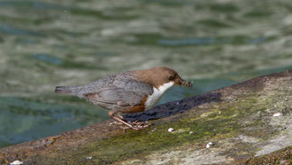 Der Insektenballen wird vor dem Abflug zum Nest noch Schnabelgerecht zurechtgeformt.. 