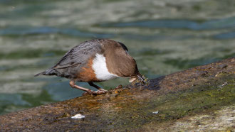 Der Insektenballen wird vor dem Abflug zum Nest noch Schnabelgerecht zurechtgeformt.. 