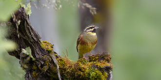 Zaunammer Männchen in einem Rebberg am Thunersee 06. Juni 2021