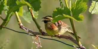 Zaunammer Männchen in einem Rebberg am Thunersee 06. Juni 2021