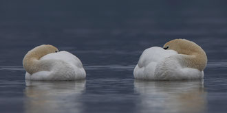 Höckerschwan Gwatt Februar 2022