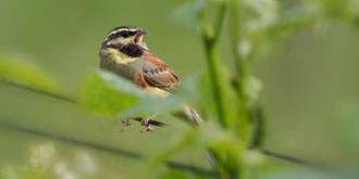 Zaunammer Männchen in einem Rebberg am Thunersee 06. Juni 2021