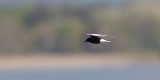 Weissflügelseeschwalbe 9. Mai 2021 Fanel