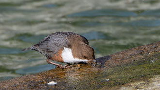 Der Insektenballen wird vor dem Abflug zum Nest noch Schnabelgerecht zurechtgeformt.. 