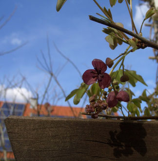 Schokoladenwein große Blüten weiblich