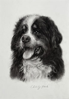Zeichnung mit Kohle, Kohlezeichnung, Tierportrait, Tierzeichnungm Hundezeichnung, Hundeportrait, realistische Zeichnung