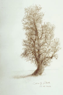 Zeichnung, Rötelzeichnung, Baumzeichnung, Stimmungslandschaft, Landschaftszeichnung, Eichenbaum, Atelier am Rhein, Cecily Park 