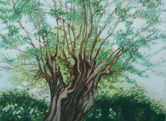 Willow, pastel 11x15 Sylvie Berman artiste peintre