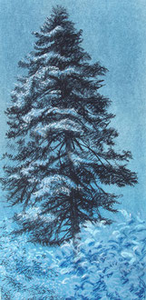 Grand pin de l'Alaric, pastel 30x12 cm  - Sylvie Berman Artiste peintre (collection particulière) 