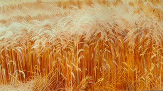 Wheat, noon,(2) pastel 35x23  Sylvie Berman artiste peintre