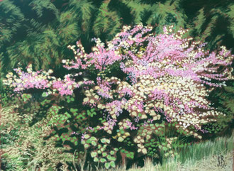 Arbre de Judée ( la dernière surprise du printemps) Pastel 50x38 cm  Sylvie Berman Artiste peintre