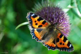 Nymphalis urticae en Irlande