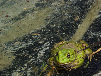 Grenouille dans un jardin de Marrakesh, Maroc