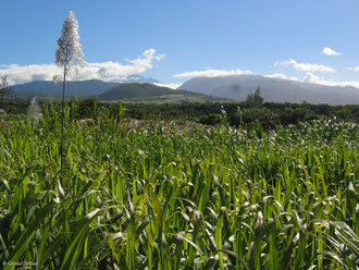 Champs_de_canne_à_sucre_Ile_de_la_Réunion