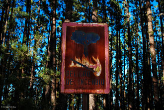 Forêt de Tenerife et signalisation