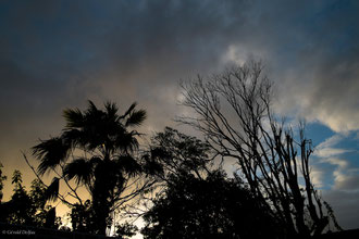 Guadeloupe, Port-Louis, arbres sous ciel du soir