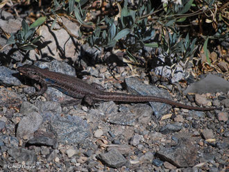 Lezard bleu (Tizon) (espèce endémique au Teide, Tenerife, Canaries