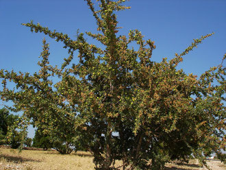 Arganier au Maroc