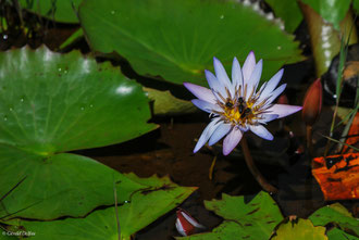 Guêpe dans une fleur de nénuphar à l'île Maurice