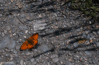 Mélitée orangée à Garvarnie