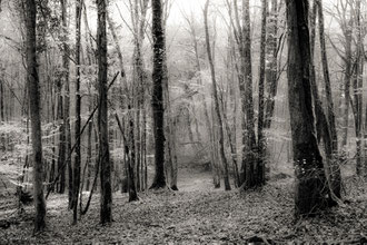 Forêt de Vauluisant, Yonne