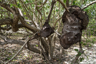 Termitière dans la magrove à Port-Louis, Guadeloupe