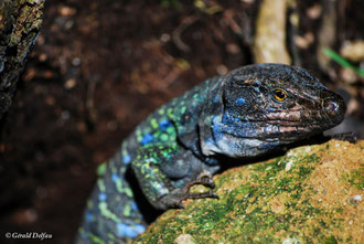 Lezard bleu tacheté, espèce endemique de Tenerife en voie de disparition