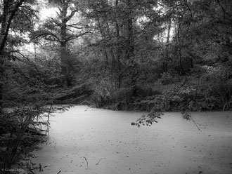 Forêt de Crécy, Seine-et-Marne