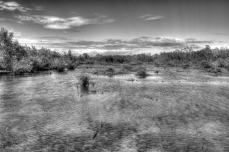 Transgression marine dans la mangrove de Port-Louis, Guadeloupe