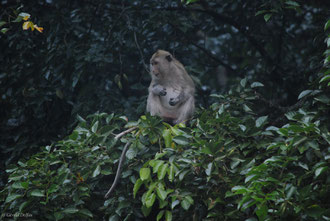 Macaque, Canal Trou d'eau douce, Ile Maurice