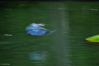 Vol du Martin Pêcheur, jardin aux pamplemousses, Ile Maurice