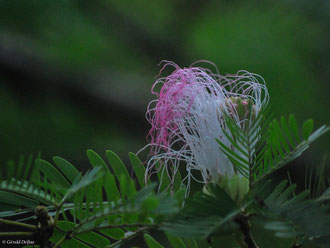 Fleur au Jardin de pamplemousse de l'Ile Maurice